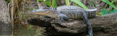 Landscapers in Pennsylvania find malnourished alligator named Fluffy in a  creek, officials say | CNN