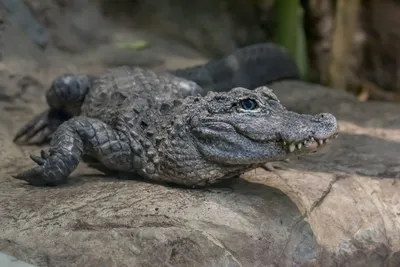 Gharial | Smithsonian's National Zoo and Conservation Biology Institute