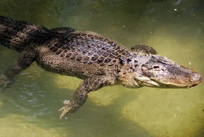 US: Massive alligator weighing nearly forty-three stone goes shopping in  Florida | US News | Sky News