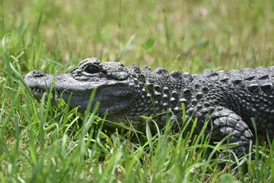 Chinese Alligator | The Maryland Zoo