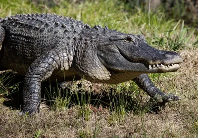 American Alligator | Outdoor Alabama