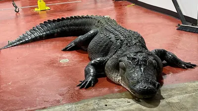 Large Alligator Scales South Carolina Porch - Videos from The Weather  Channel