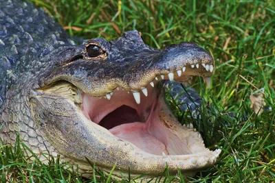 Muja (alligator) - Wikipedia