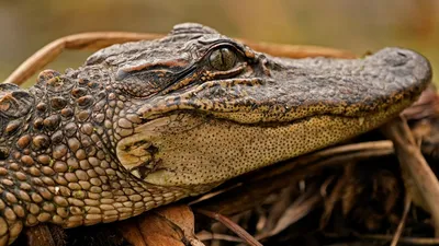 Chinese Alligator | Saint Louis Zoo