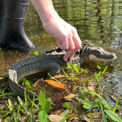 Gator got your tongue? Images show alligator eating another alligator at  Orlando park