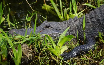 American Alligator - Australia Zoo