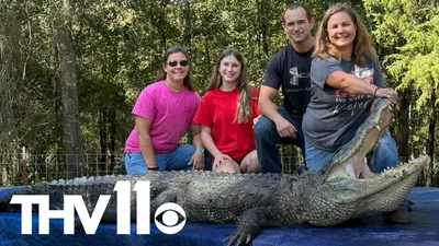 Chinese Alligator - Milwaukee County Zoo