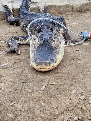 Ginormous' 3-legged alligator captured in Texas neighborhood