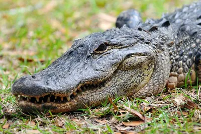 Chinese Alligator | The Maryland Zoo