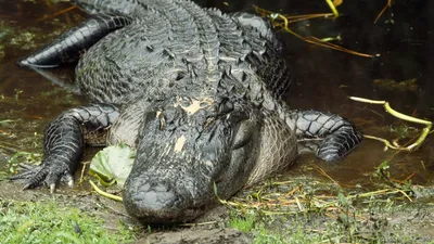 Woman Surrenders 8-Foot-Long Alligator Living in Philadelphia Basement