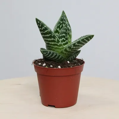 Коллекции растений ЦСБС СО РАН - Aloe vera (L.) Burm. f. – Алоэ настоящее