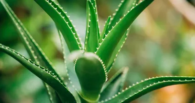 Алоэ вера китайский (Aloe vera var. chinensis) - PictureThis