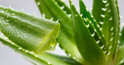 Алоэ Настоящее или Алоэ Вера (Aloe Vera)