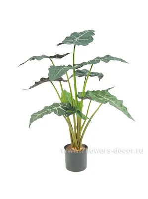 Поставщики алоказии Odora Variegata - Alocasia Odora Variegata оптом -  PLANT FUN