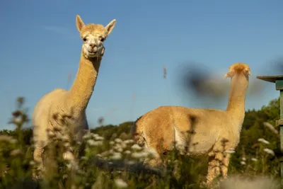 Lama und Alpaka: Das ist der Unterschied