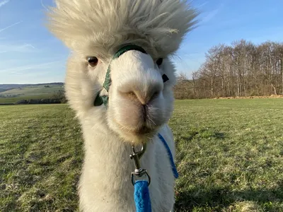 Alpacas vom Hahnerfeld