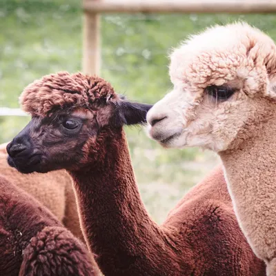 Unser Alpaka Stofftier - Abolengo de Alpaca