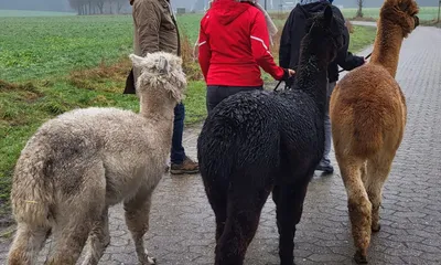 Alpaka im Steckbrief - Merkmale, Vorkommen, Verhalten etc.