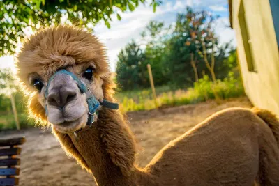 Tschakka Alpaka | Dein flauschiges Erlebnis in der Region Hannover