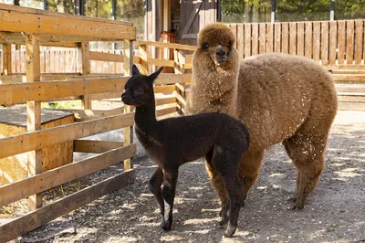 Кормить альпака онлайн - это круто! | Alpaca Park