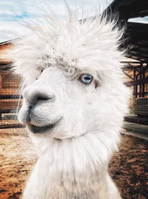 Альпака (Российские альпаки) (@russian_alpacas) • Instagram photos and  videos