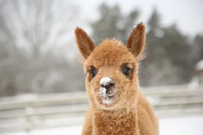 Альпака парк (ферма) в Москве в Крылатском | Alpaca Park