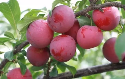 Купите Алыча Десертная розовая 🌹 из питомника Долина роз с доставкой!