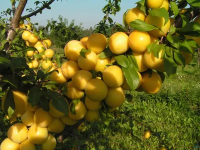 Алыча - Prunus cerasifera. Уход за алычой описание сортов алычи,  выращивание, фото