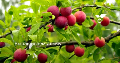 Алыча \"Кубанская комета\" купить саженцы в Нижнем Новгороде.