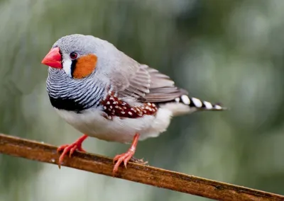 Рисовые амадины / Рисовки / Russian Java Sparrow