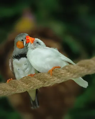 Японские амадины 🐦 Веселые стайные птички | Pet7