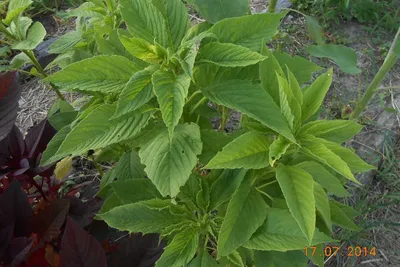 Амарант овощной Каллалу красный (Red Callaloo)