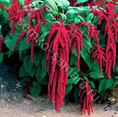 Амарант трехцветный Перфекта Amaranthus tricolor Perfecta - купить семена  цветов с доставкой по Украине в магазине Добродар