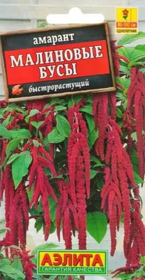 Амарант метельчатый Бронзовый Amaranthus cruentus Bronze - купить семена  цветов с доставкой по Украине в магазине Добродар