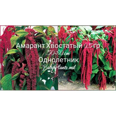 Амарант Трехцветный Перфекта купить по цене руб. в Москве в садовом центре  Южный