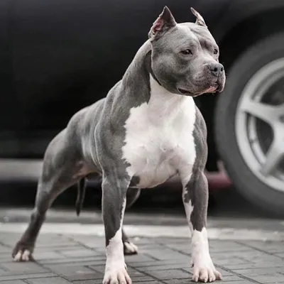 American Bully Estonia | Facebook