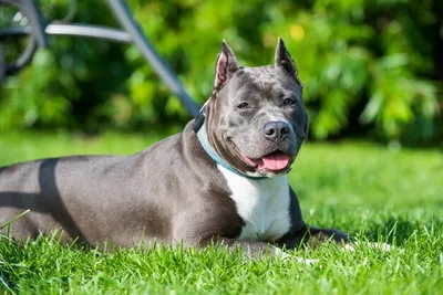 Beautiful amstaff dog Stock Photo by ©Svetography 147291779