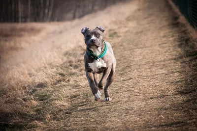 Two Dogs Amstaff Terrier Fighting Food Young Old Dog Agressive Stock Photo  by ©iciakp 409635882