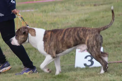 Brindle amstaff hi-res stock photography and images - Page 2 - Alamy