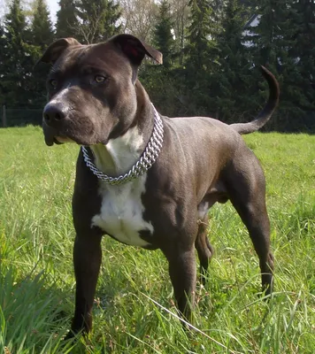 Premium Photo | Female blue hair american staffordshire terrier dog or  amstaff