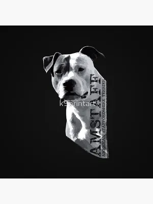 Amstaff puppy stock photo. Image of black, staff, pedigreed - 83776366