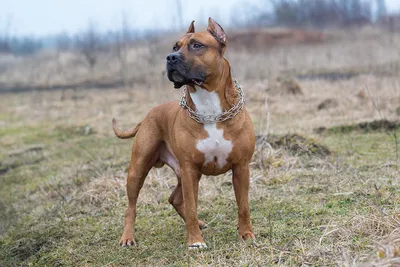 File:One-year-old Amstaff.png - Wikimedia Commons