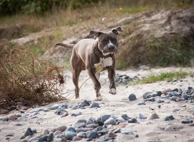 Premium Photo | Portrait of happy american staffordshire terrier (amstaff,  american staffy), pitbull silhouette