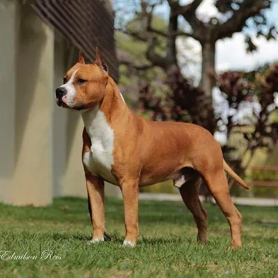 Puppy of Amstaff (American Staffordshire terrier Stock Photo - Alamy