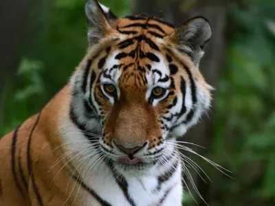 Амурский тигр фото