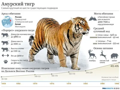 Приморье. Амурский тигр.. Фотограф Андрей Грачев