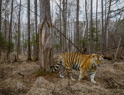 Амурский тигр улыбается фотографу | Вокруг Света