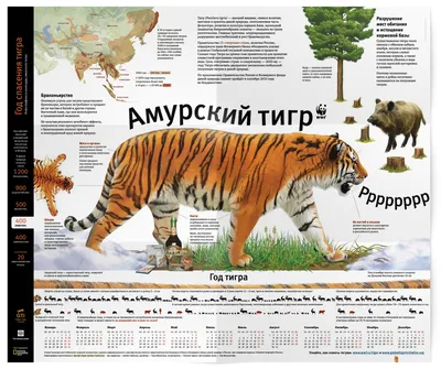 Амурский тигр в снегу,в полный …» — создано в Шедевруме