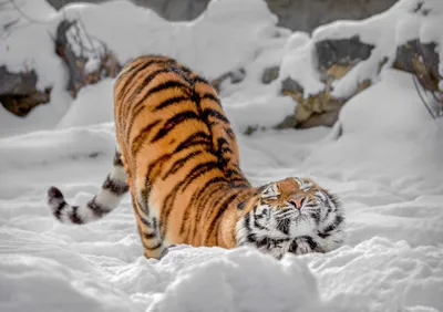 Амурские тигры — Парк Белый лев