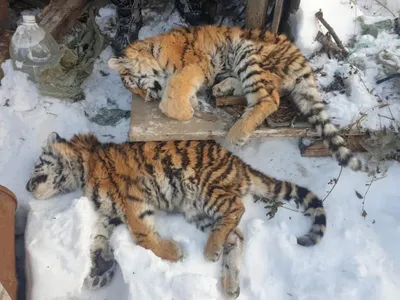 В Хабаровском крае начали проверку из-за обезглавленного тигра — РБК